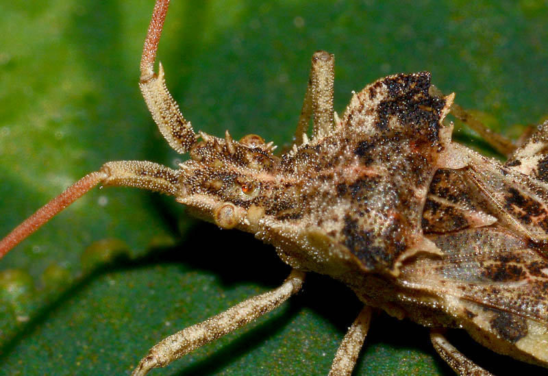 Coreidae: Centrocoris variegatus dell''Emilia (MO)